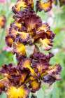 USA, Oregon. Garden in full bloom with close-up of bearded iris Art Print